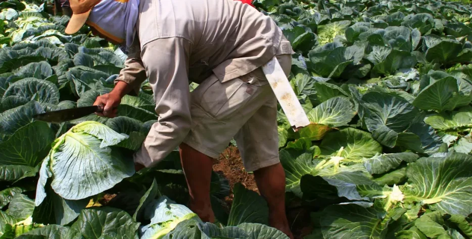 We grow fresh, organic produce using clean methods that protect nature, healthy food.