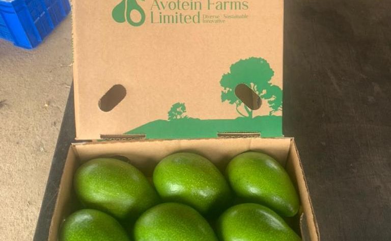 Avotein Fresh / Hass Avocado Export