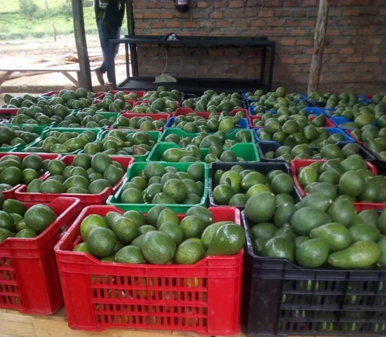 About Avotein Farms