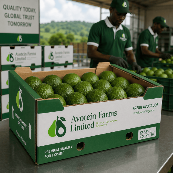Uganda's leading Hass avocado exporter